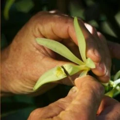 3 Gousses Tahiti Vanille Grand Cru Tahaa 14g -Naturel Boutique 3 gousses tahiti vanille grand cru tahaa 14g 3