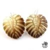 Boucles Oreilles Argent Feuilles Ape Nacre Tahiti Bou3 -Naturel Boutique boucles oreilles argent feuilles ape nacre tahiti bou3