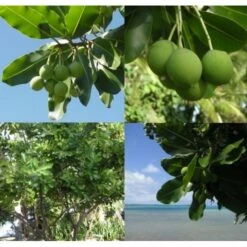 Huile Vierge De Tamanu Tahiti 250ml -Naturel Boutique huile vierge de tamanu tahiti 250ml 2