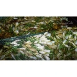 Monoi Tiki Tahiti 100% Naturel Non Parfume 120ml -Naturel Boutique monoi tiki tahiti 100 naturel non parfume 120ml 2