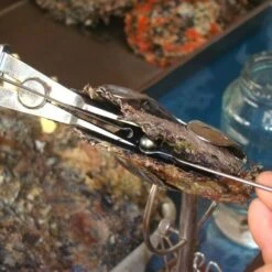 Pendentif Perle De Tahiti Feuille Chaine Argent Tt344 -Naturel Boutique pendentif perle de tahiti feuille chaine argent tt344 4