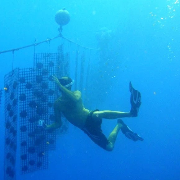 Pendentif Perle De Tahiti Semi Ronde Chaine Argent TT399 7 Pendentif Perle De Tahiti Semi Ronde Chaine Argent TT399 – Image 5