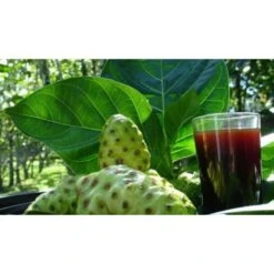 Pur Jus De Noni Detox Tahiti Naturel Bio 0,5l -Naturel Boutique pur jus de noni detox tahiti naturel bio 0 5l 5