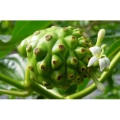 Pur Jus De Noni Detox Tahiti Naturel Bio 1l -Naturel Boutique pur jus de noni detox tahiti naturel bio 1l 2