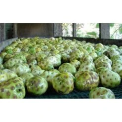 Pur Jus De Noni Detox Tahiti Naturel Bio 1l -Naturel Boutique pur jus de noni detox tahiti naturel bio 1l 3