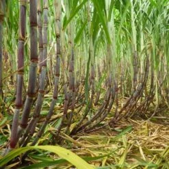 Rhum Paille Bio 43° Mana'o Tahiti 70cl 14 Rhum Paille Bio 43° Mana'o Tahiti 70cl -Naturel Boutique rhum paille bio 43 mana o tahiti 70cl 3