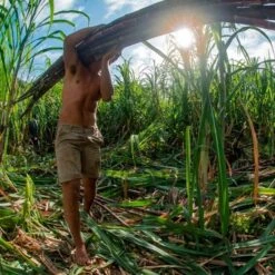 Rhum Vieux Agricole Vo 43 Manutea Tahiti 70cl -Naturel Boutique rhum vieux agricole vo 43 manutea tahiti 70cl 3