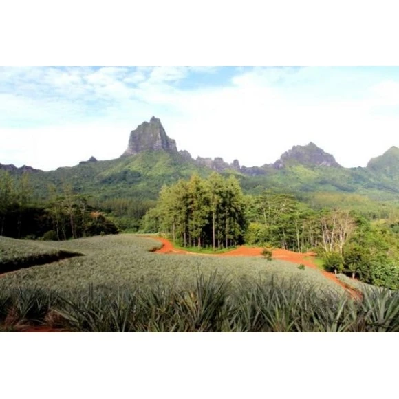 Rotui 100% Pur Jus D'ananas Moorea Tahiti 1 Litre 5 Rotui 100% Pur Jus D'ananas Moorea Tahiti 1 Litre – Image 3