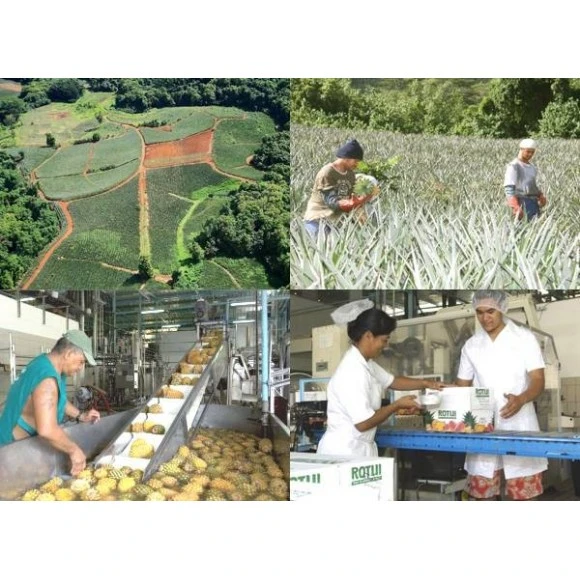 Rotui 100% Pur Jus D'ananas Moorea Tahiti 1 Litre 6 Rotui 100% Pur Jus D'ananas Moorea Tahiti 1 Litre – Image 4